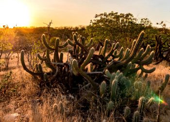 CAATINGA, O TRUNFO BRASILEIRO NO COMBATE ÀS MUDANÇAS CLIMÁTICAS