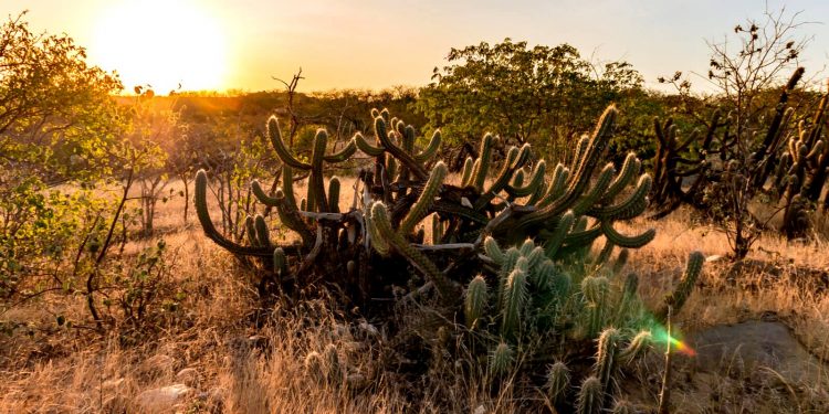 CAATINGA, O TRUNFO BRASILEIRO NO COMBATE ÀS MUDANÇAS CLIMÁTICAS