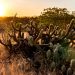 CAATINGA, O TRUNFO BRASILEIRO NO COMBATE ÀS MUDANÇAS CLIMÁTICAS