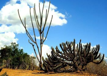CAATINGA: DA INVISIBILIDADE À COP30