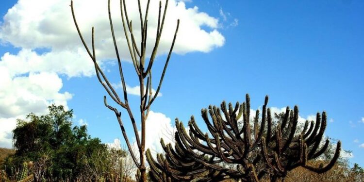 CAATINGA: DA INVISIBILIDADE À COP30