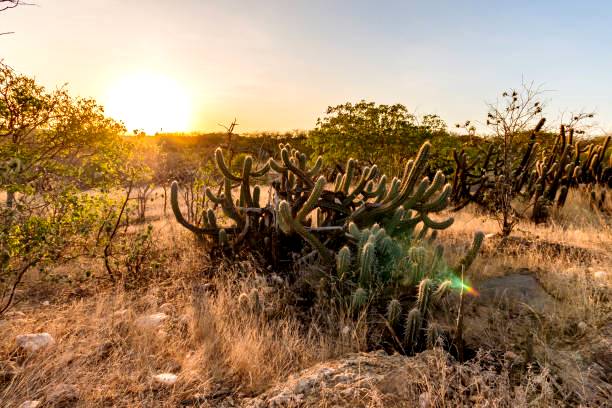 Landscape of the Caatinga in Brazil. Cactus at sunset
