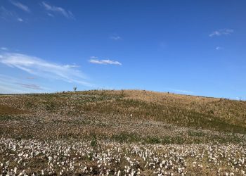 A VOLTA POR CIMA DO ALGODÃO AGROECOLÓGICO NO AGRESTE DA PARAÍBA