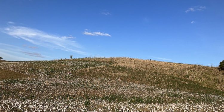 A VOLTA POR CIMA DO ALGODÃO AGROECOLÓGICO NO AGRESTE DA PARAÍBA