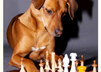 VENEZUELA E GUIANA – O CACHORRO E O TABULEIRO