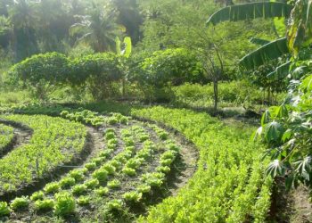 MUDANÇAS CLIMÁTICAS. COMO FINANCIAR A DESCARBONIZAÇÃO COM AS AGROFLORESTAS