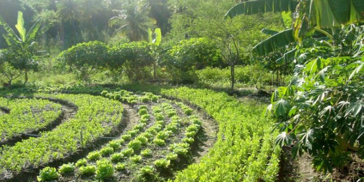 MUDANÇAS CLIMÁTICAS. COMO FINANCIAR A DESCARBONIZAÇÃO COM AS AGROFLORESTAS