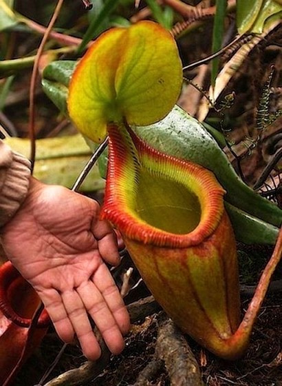 Nepenthes