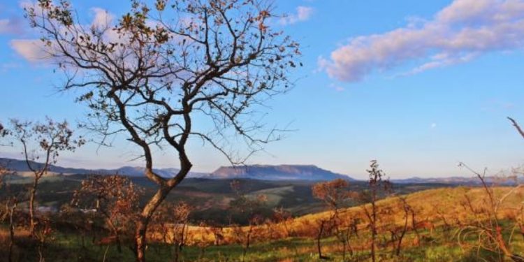 SEM CERRADO, FALTARÁ ÁGUA NO BRASIL, ALERTAM ESPECIALISTAS