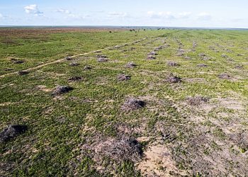 CERRADO: 81% DO DESMATAMENTO CONCENTRADO EM CINCO BACIAS HIDROGRÁFICAS