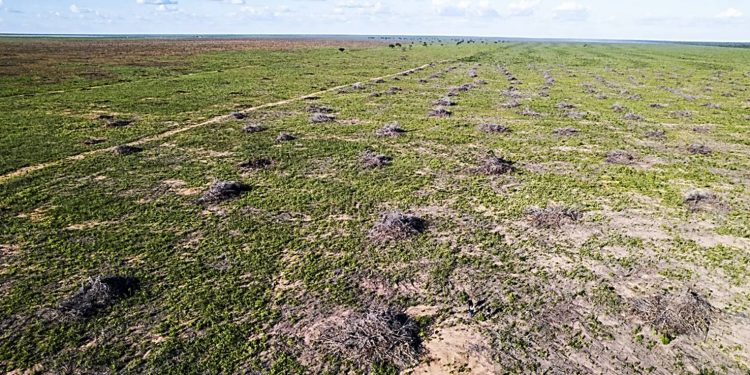 CERRADO: 81% DO DESMATAMENTO CONCENTRADO EM CINCO BACIAS HIDROGRÁFICAS
