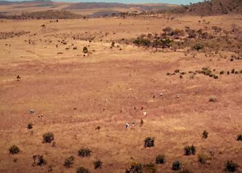 NO CENTRO DO BRASIL, RESTAURAR O SEGUNDO MAIOR BIOMA DA AMÉRICA DO SUL SE TORNOU UMA MISSÃO DE VIDA