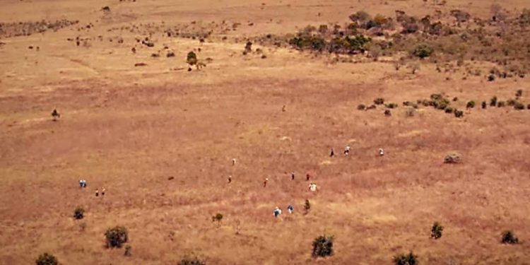 NO CENTRO DO BRASIL, RESTAURAR O SEGUNDO MAIOR BIOMA DA AMÉRICA DO SUL SE TORNOU UMA MISSÃO DE VIDA