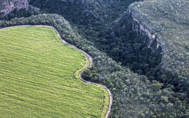 Cerrado brasileiro (Foto: Marizilda Cruppe/Greenpeace)