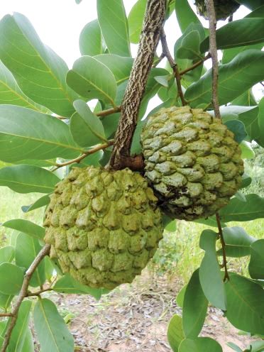 marolo, fruto de alto valor comercial do maroleiro, uma árvore típica do Cerrado (Giselda Durican)