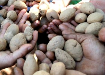 COOPERATIVA TRAÇA CAMINHO SUSTENTÁVEL EM REGIÃO DOMINADA PELO AGRONEGÓCIO NO CERRADO