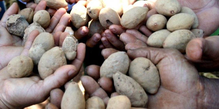 COOPERATIVA TRAÇA CAMINHO SUSTENTÁVEL EM REGIÃO DOMINADA PELO AGRONEGÓCIO NO CERRADO
