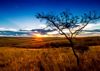 DIA NACIONAL DO CERRADO DESTACA NECESSIDADE DE PRESERVAÇÃO DO BIOMA