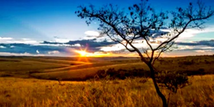 DIA NACIONAL DO CERRADO DESTACA NECESSIDADE DE PRESERVAÇÃO DO BIOMA