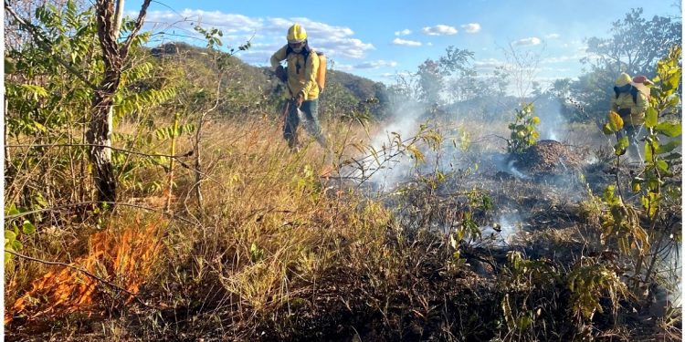 POR QUE O FOGO É IMPORTANTE PARA O CERRADO?