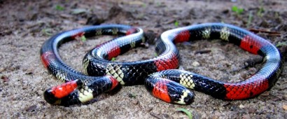 Micrurus potyguara, nova cobra coral verdadeira descoberta em João Pessoa,PB