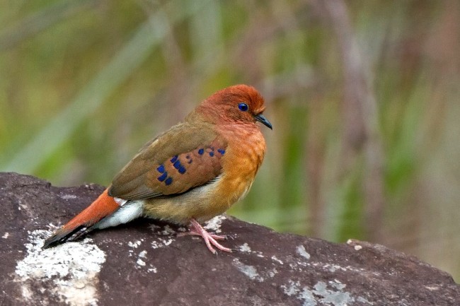 Columbina cyanopis está criticamente ameaçada de extinção