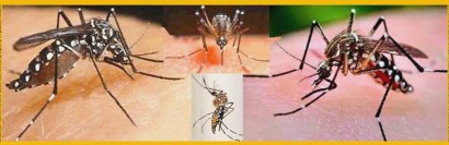 Mosquito aedes aegypti, transmissor da dengue e da malária.