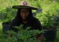 A MACONHA QUE TRANSFORMA A VIDA DE MULHERES NEGRAS EM TERRITÓRIOS REDUZIDOS À CRIMINALIZAÇÃO