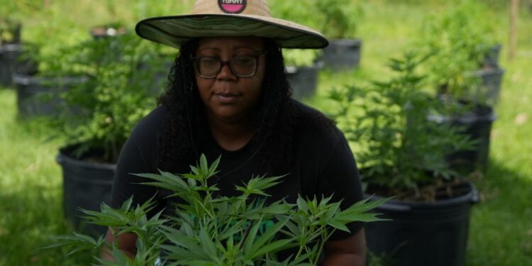 A MACONHA QUE TRANSFORMA A VIDA DE MULHERES NEGRAS EM TERRITÓRIOS REDUZIDOS À CRIMINALIZAÇÃO