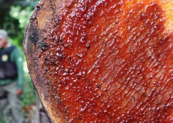 COMO O BRASIL SE CONECTA À AMAZÔNIA PELOS CRIMES AMBIENTAIS