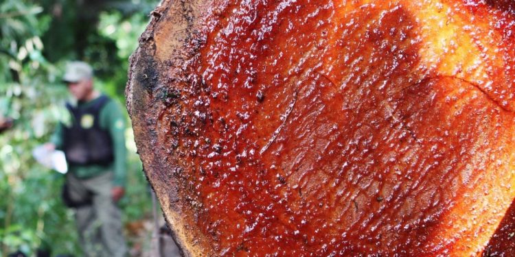 COMO O BRASIL SE CONECTA À AMAZÔNIA PELOS CRIMES AMBIENTAIS