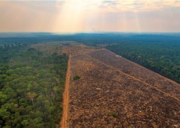 DESMATAMENTO NA AMAZÔNIA CAI 11% EM 2022