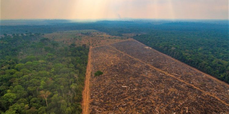 DESMATAMENTO NA AMAZÔNIA CAI 11% EM 2022