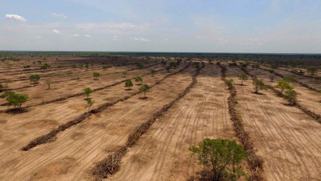 Desmatamento ilegal em área do cerrado. (imagem JD1)