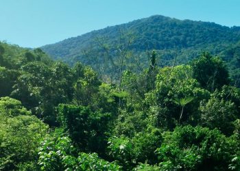 A MATA ATLÂNTICA VOLTA QUANDO UMA TERRA INDÍGENA É DEMARCADA