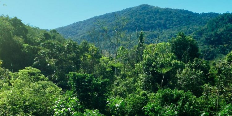 A MATA ATLÂNTICA VOLTA QUANDO UMA TERRA INDÍGENA É DEMARCADA
