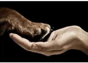 PERSPECTIVA DO DIREITO AMBIENTAL EM RELAÇÃO AO SER HUMANO E OS ANIMAIS