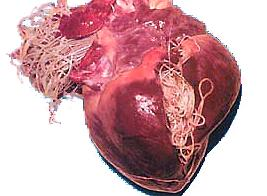Coração canino infectado pelo "verme do coração".