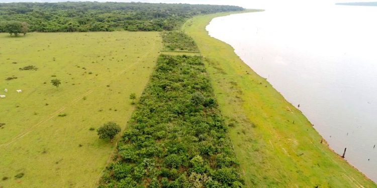 ONDE A ONÇA BEBE ÁGUA
