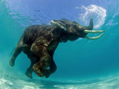 Elefante nada no lago africano (foto Jeff Yonover)