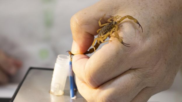 Extração de veneno do escorpião; Butantan destaca que esse é um processo realizado por um profissional e que as pessoas não devem manusear estes animais (Instituto Butantan)