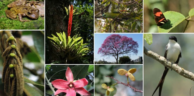 Mata Atlântica é o bioma com mais espécies de fauna e flora