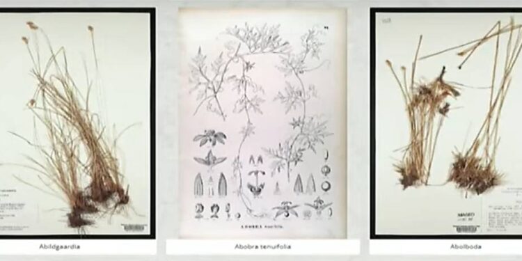 ATLAS BOTÂNICO INTERATIVO EXPLORA A FLORA DO PLANETA