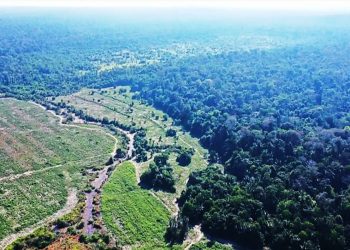 PELA 1ª VEZ, BRASIL VAI CONCEDER FLORESTA PARA RESTAURAÇÃO