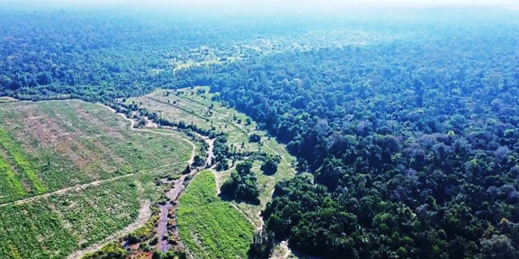 PELA 1ª VEZ, BRASIL VAI CONCEDER FLORESTA PARA RESTAURAÇÃO