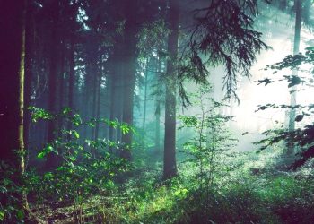 NAÇÕES UNIDAS: META É AUMENTAR A ÁREA FLORESTAL GLOBAL EM 3% ATÉ 2030