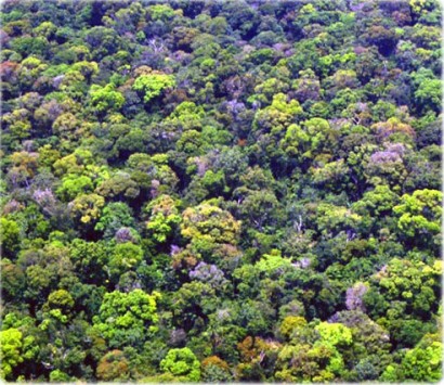 floresta-amazonica