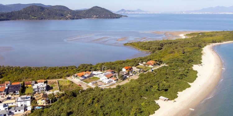 FLORIANÓPOLIS ESTÁ RECUPERANDO SEUS MANGUEZAIS PARA SALVAR A ILHA DAS MUDANÇAS CLIMÁTICAS