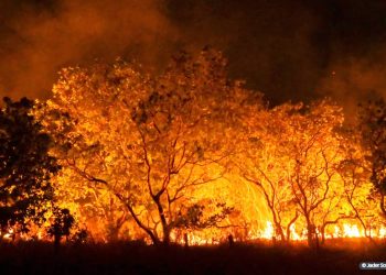 QUE AUTORIDADE PODE TER QUEM NÃO TEM QUALQUER AUTORIDADE PARA GERIR O MEIO AMBIENTE NO BRASIL
