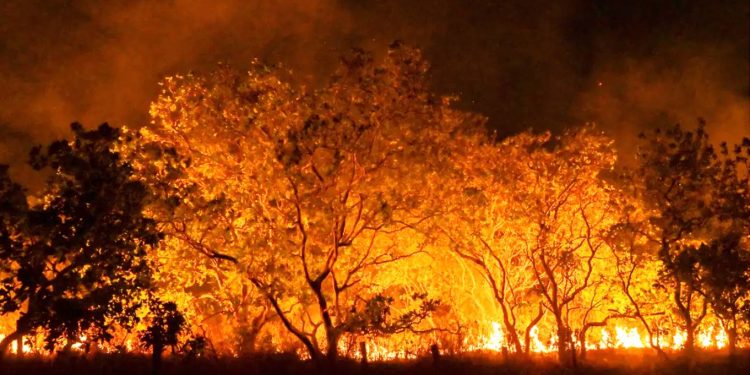 QUE AUTORIDADE PODE TER QUEM NÃO TEM QUALQUER AUTORIDADE PARA GERIR O MEIO AMBIENTE NO BRASIL